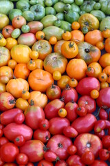 tomatoes 
