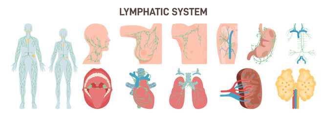 Lymphatic system nods and organs. Structure of a human lymph node.
