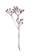 Watercolor dry branch illustration