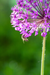 A bee pollinates purple giant onion macro photography in springtime. A honey bee pollinates allium flower with violet petals close-up photo on a summer day.