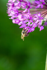 A bee pollinates purple giant onion macro photography in springtime. A honey bee pollinates allium flower with violet petals close-up photo on a summer day.