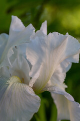 Fototapeta na wymiar White bearded iris with on a sunny summer day macro photography. Blossom garden big flower with white petals and yellow beard close-up photo in summertime.