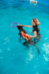 Dog in life jacket swim in the swimming pool with coach. Pet rehabilitation. Recovery training...