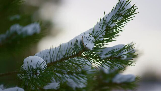 Closeup snow covered spruce branch. White fluffy snow lying on fir tree twig.
