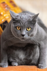 Naklejka na ściany i meble Portrait of a gray big british cat