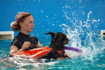 Dog trainer at the swimming pool, teaching the dog to swim.