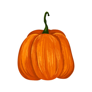 Hand drawn realistic pumpkin illustration isolated on white background. Autumn vegetable
