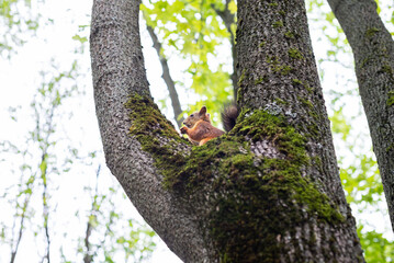 Obraz premium Squirrel in the city park. Squirrel on a tree
