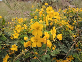 yellow flowers in the forest