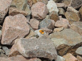 Orange butterfly 