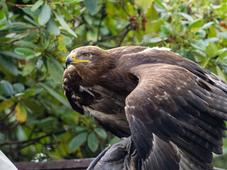 Adler