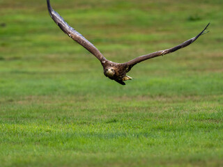 Adler