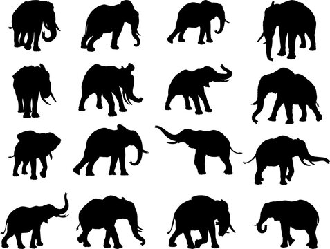 Elephant Silhouettes Graphic