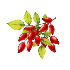 Rosehip watercolor png clipart. Rosehip branch digital watercolor illustration. Wild rose red berries. 