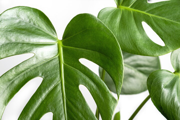 Close-up of the leaves of an exotic houseplant monstera creeper.