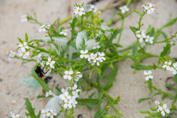 Europäischer Meersenf auf Sand mit einer Pollen-sammelnden Hummel