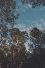 Scenic view of Pine Trees with Blue Sky - Pine Tree Forest during Golden Hour