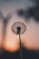 dandelion in the sky during  evening - samsung galaxy like wallpaper image