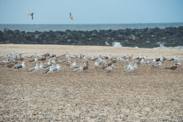 großer Möwenschwarm