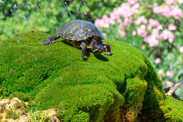 Fototapeta premium The turtle lies on the green grass against the background of flying splashes of water