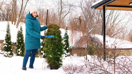 Landscaping in winter. Garden care in the cold season. The gardener shakes the snow off the...