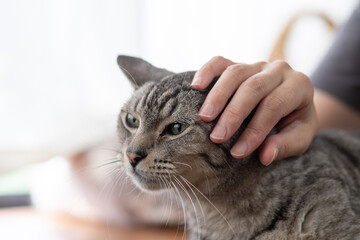 猫を撫でる　サバトラ猫