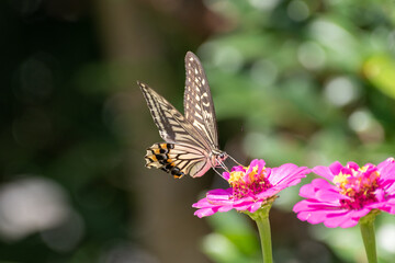 花に止まるアゲハチョウ