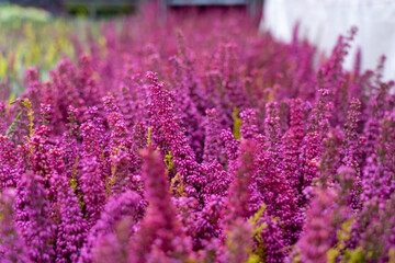 Obraz premium Field of purple lavender