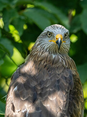 Adler