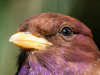 Vogel