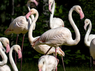 Flamingo