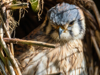 Greifvogel