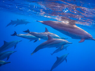 dolphins very close on the surface while diving in the red sea