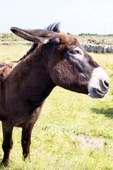 Portrait d'un âne du Cotentin en profil