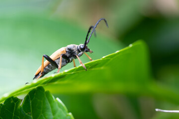 Rothalsbock auf Blatt