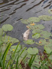 Dead big fish full of flies floats among the leaves of water lilies