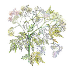 Watercolor card with wild flowers. With transparent layer.