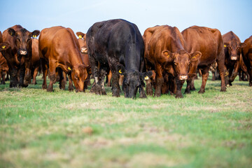 Herd of Angus cows grazing in the meadow on a sunny day.