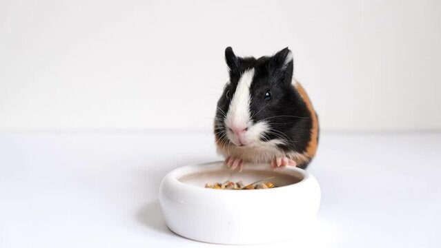 Tricolor guinea pig on a white background eats food from a bowl. A pet, a rodent.