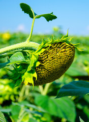Beautiful sunflower on a sunny day with a natural background.sunflower garden