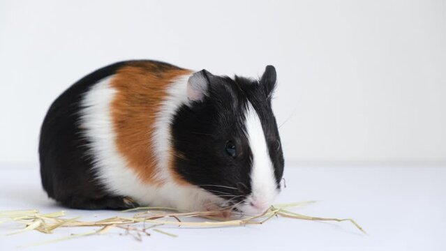 Tricolor guinea pig on a white background. A pet, a rodent.	