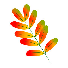 Autumn leaf