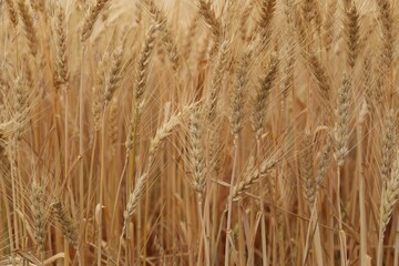 Beautiful ripe wheat spikes in agricultural field
