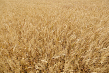 Beautiful agricultural field with ripe wheat crop