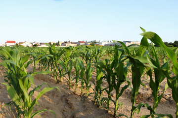 Naklejka premium Beautiful agricultural field with green corn plants on sunny day