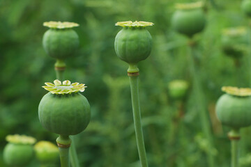 Green poppy heads growing in field, closeup - obrazy, fototapety, plakaty