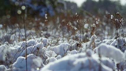 Dry grass covered hoarfrost on soft winter sunlight close up. Snow-covered field