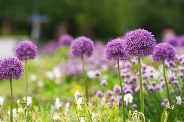 Beautiful giant onion flowers on blurred background, closeup