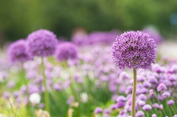 Beautiful giant onion flower on blurred background, closeup. Space for text