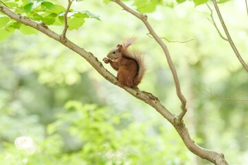 Cute red squirrel with nut on tree branch in forest
